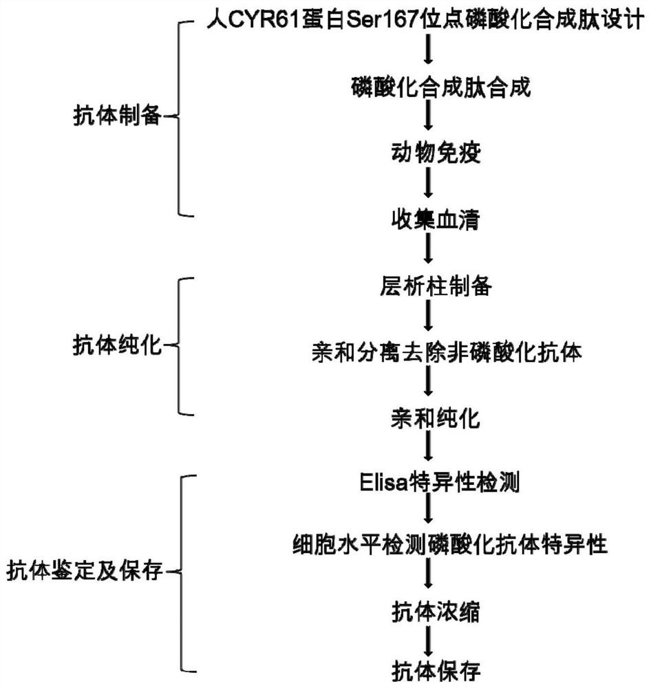 A human cyr61 protein ser167 site phosphorylated antigen, antibody and its preparation method and application