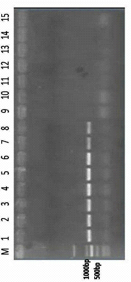 Polymerase chain reaction (PCR) detection kit for maize curvularia leaf spot and detection method for PCR detection kit