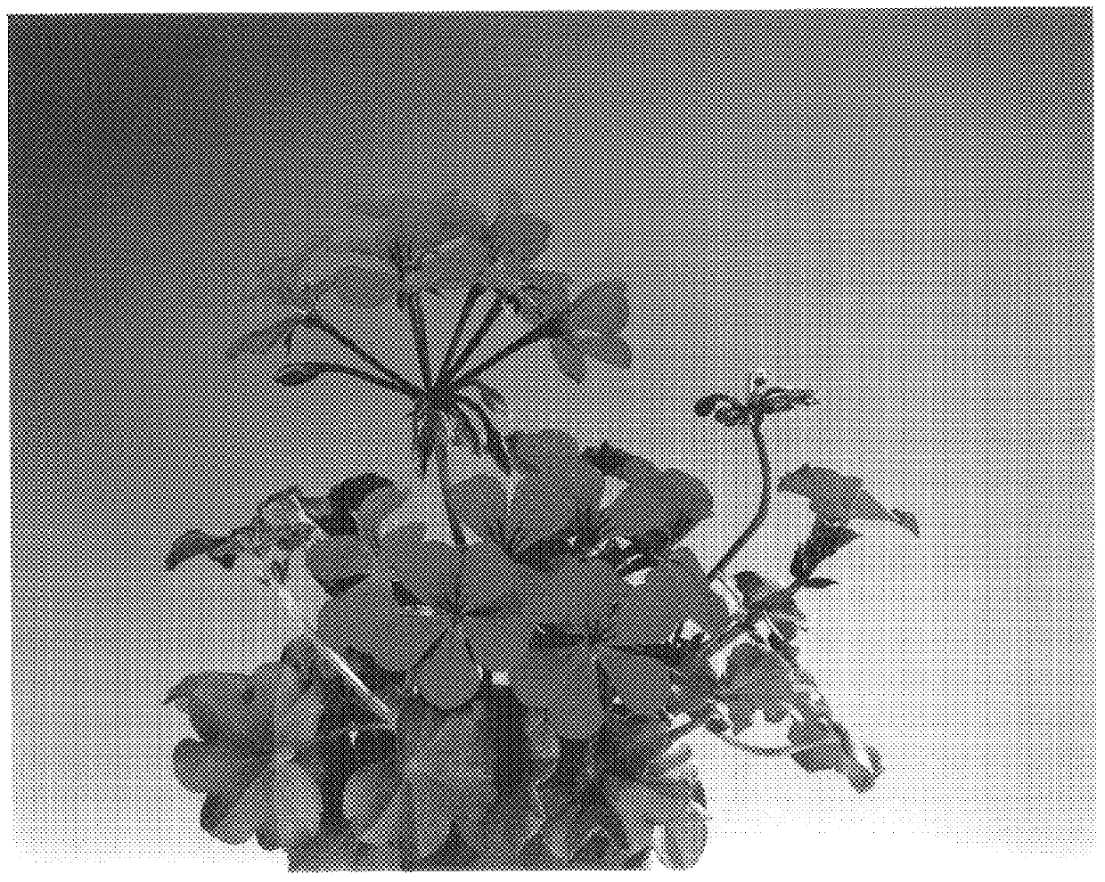 Geranium plant named `Fisblifire`