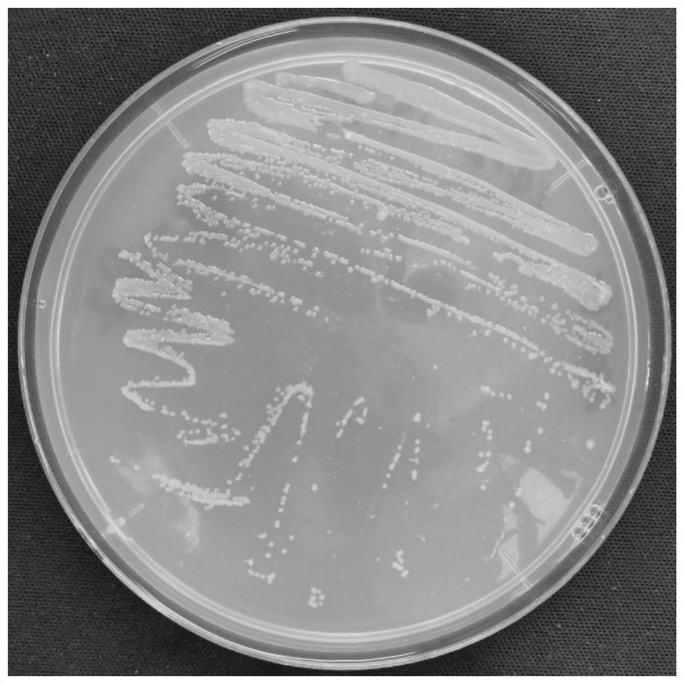 A strain of Alteromonas