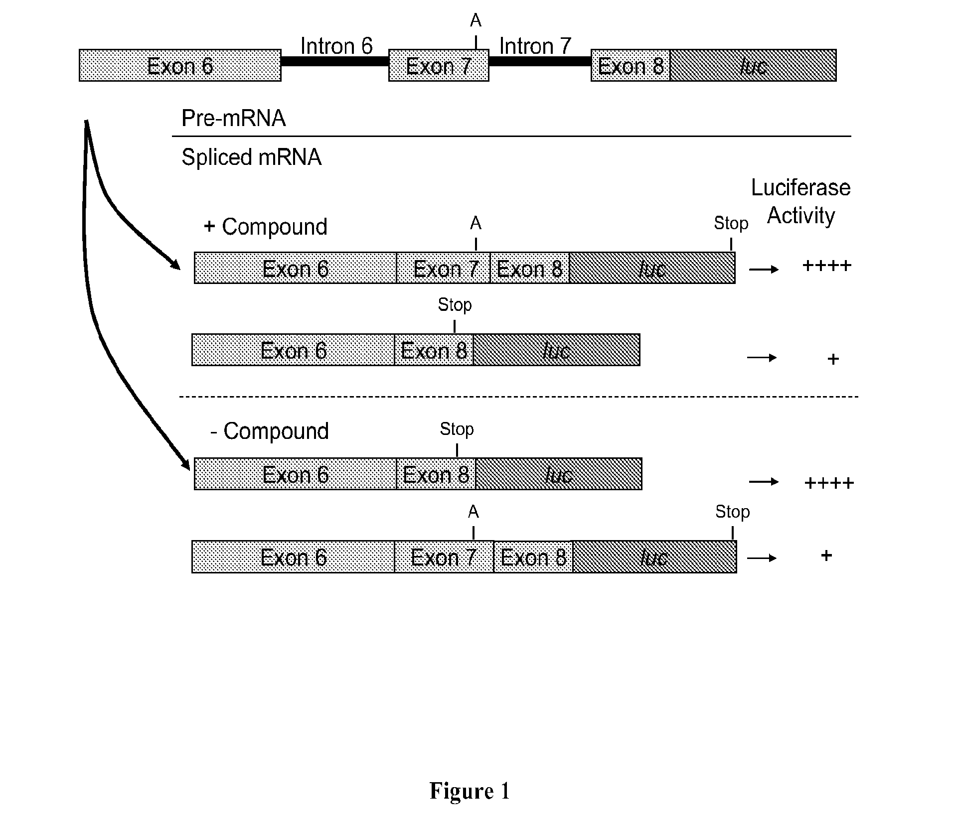 Methods for treating spinal muscular atrophy