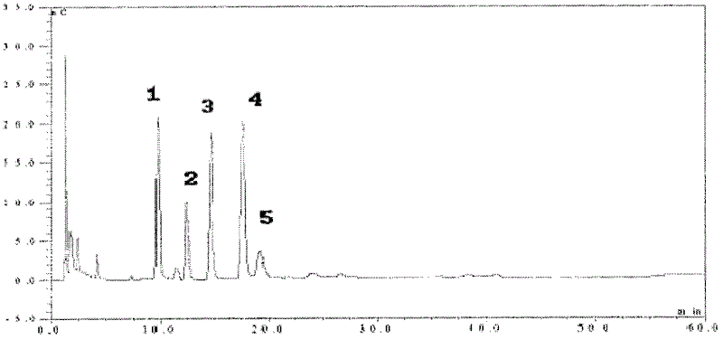 Sophora fungus mycoplasma extract identification and detection method