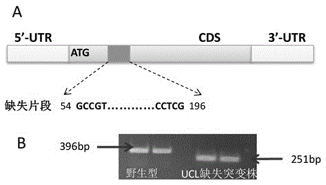 Application of gene miR408 and UCL in cultivating high-yielding rice