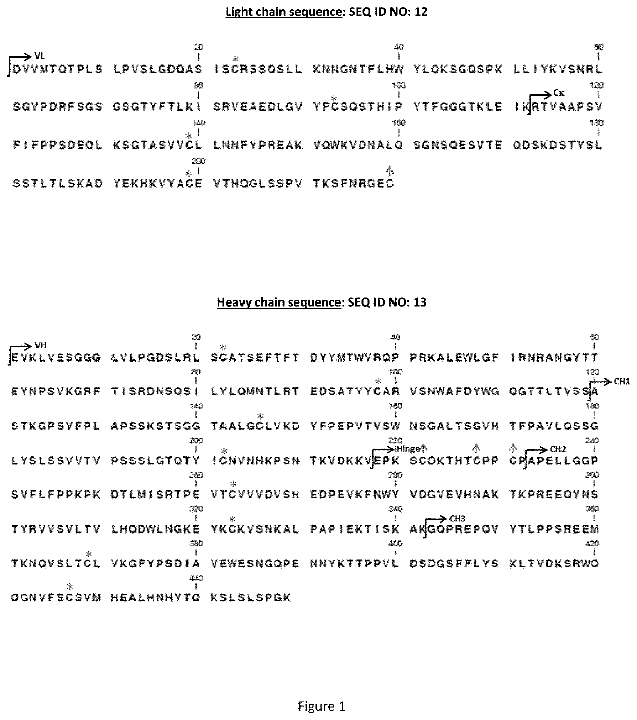 Human IgG1 derived antibody with pro-apoptotic activity