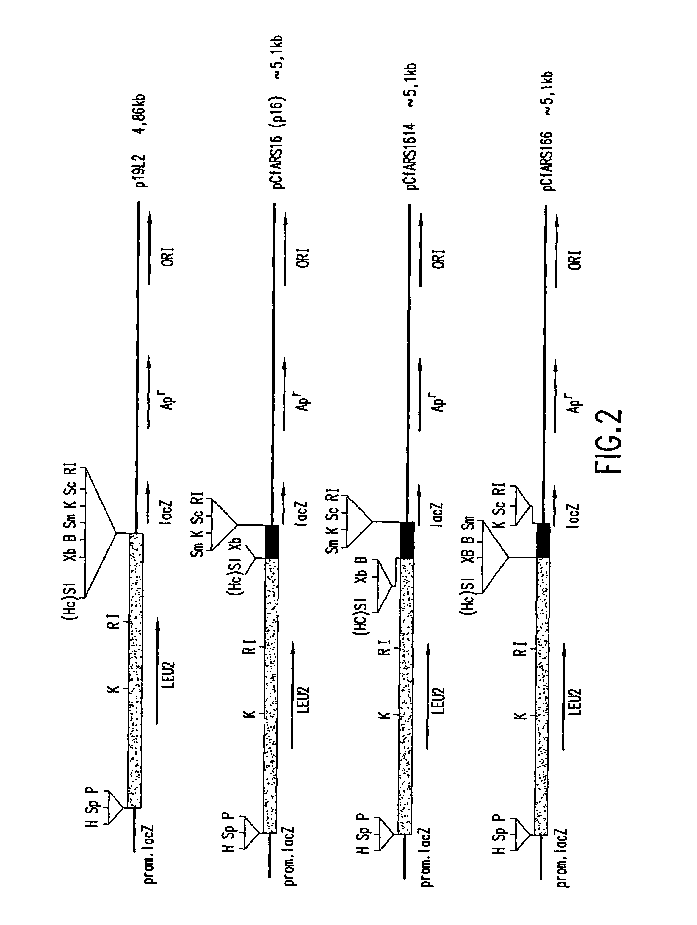 Transformation systems for flavinogenic yeast