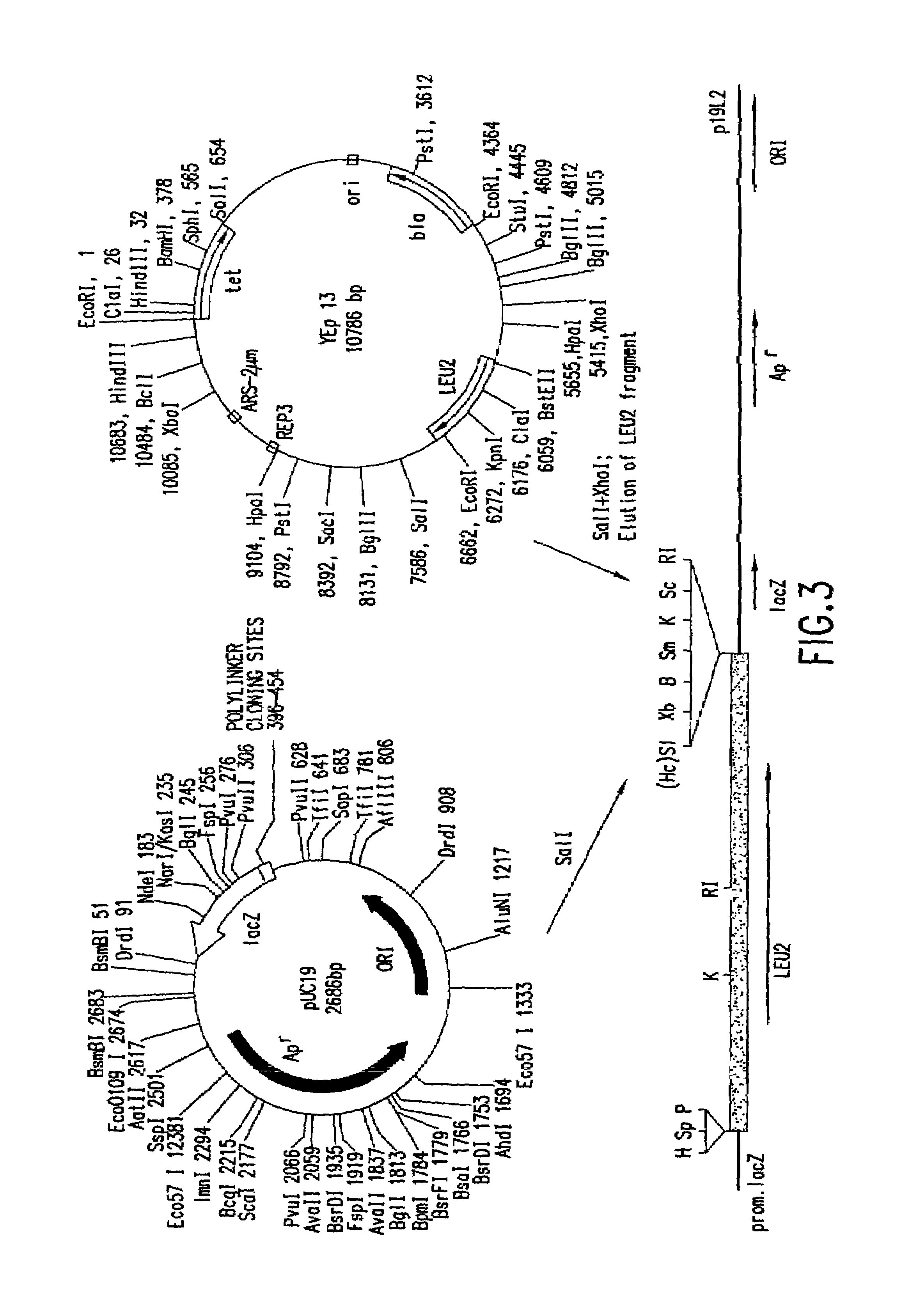 Transformation systems for flavinogenic yeast