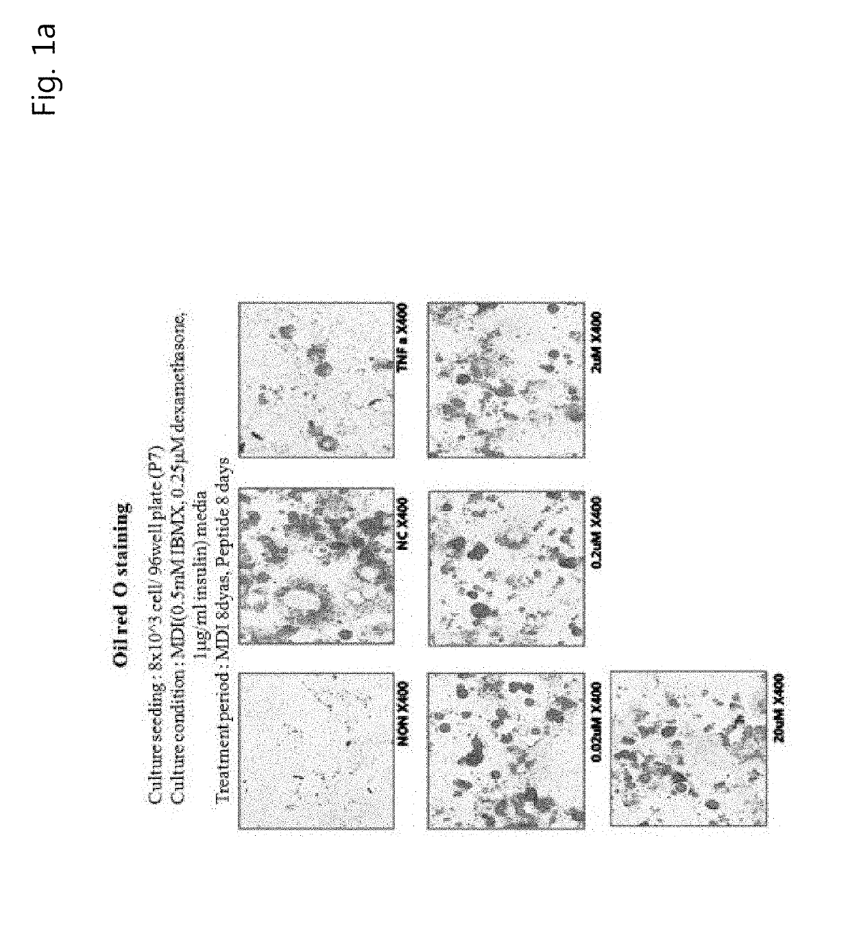 Peptide with Anti-obesity and Anti-diabetic efficacy and use thereof