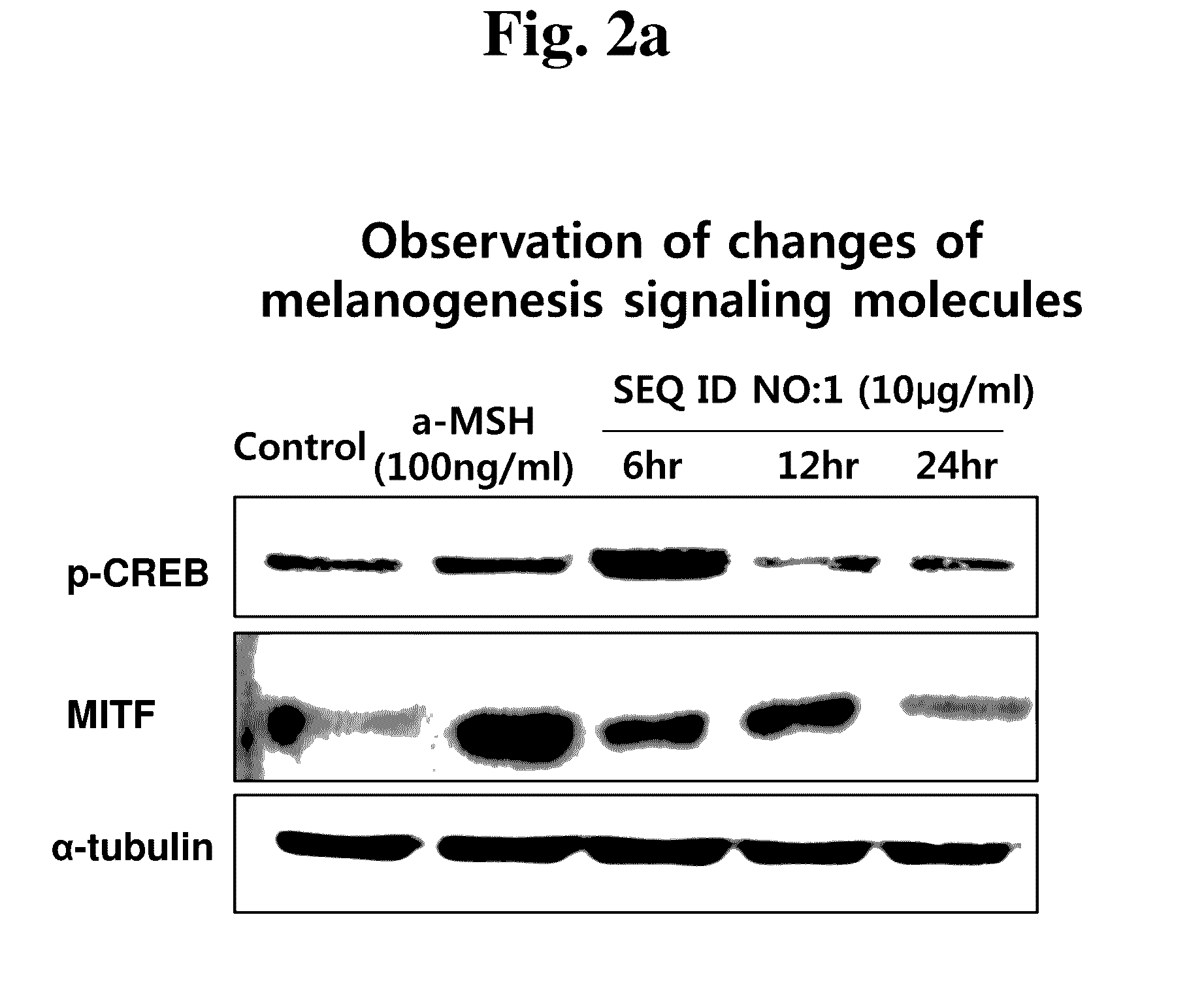 Peptide having efficacy for remedying hypopigmentation and inhibiting adipogenesis, and use of same