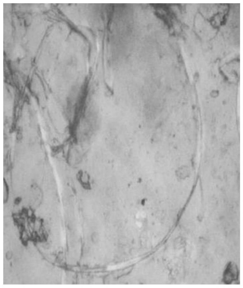 A self-repairing rodent-proof and termite-proof polyurethane, preparation method and application