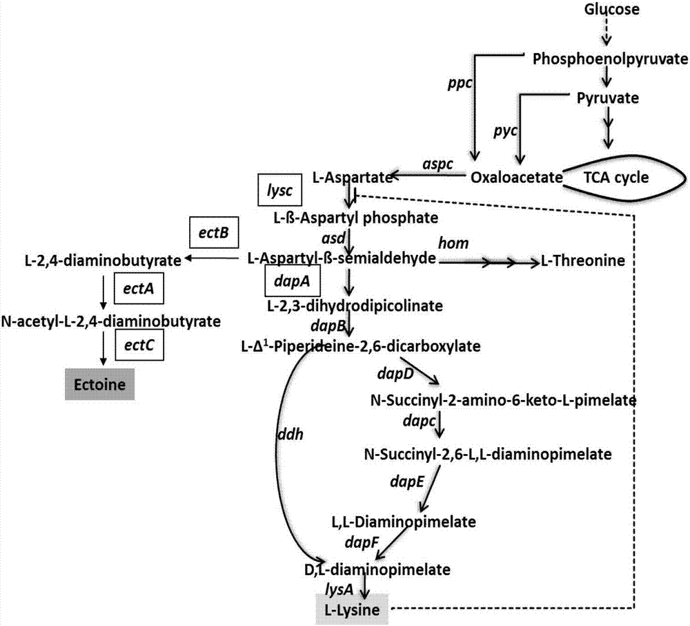 Method of producing tetrahydropyrimidine by fermenting recombinant corynebacterium glutamicum