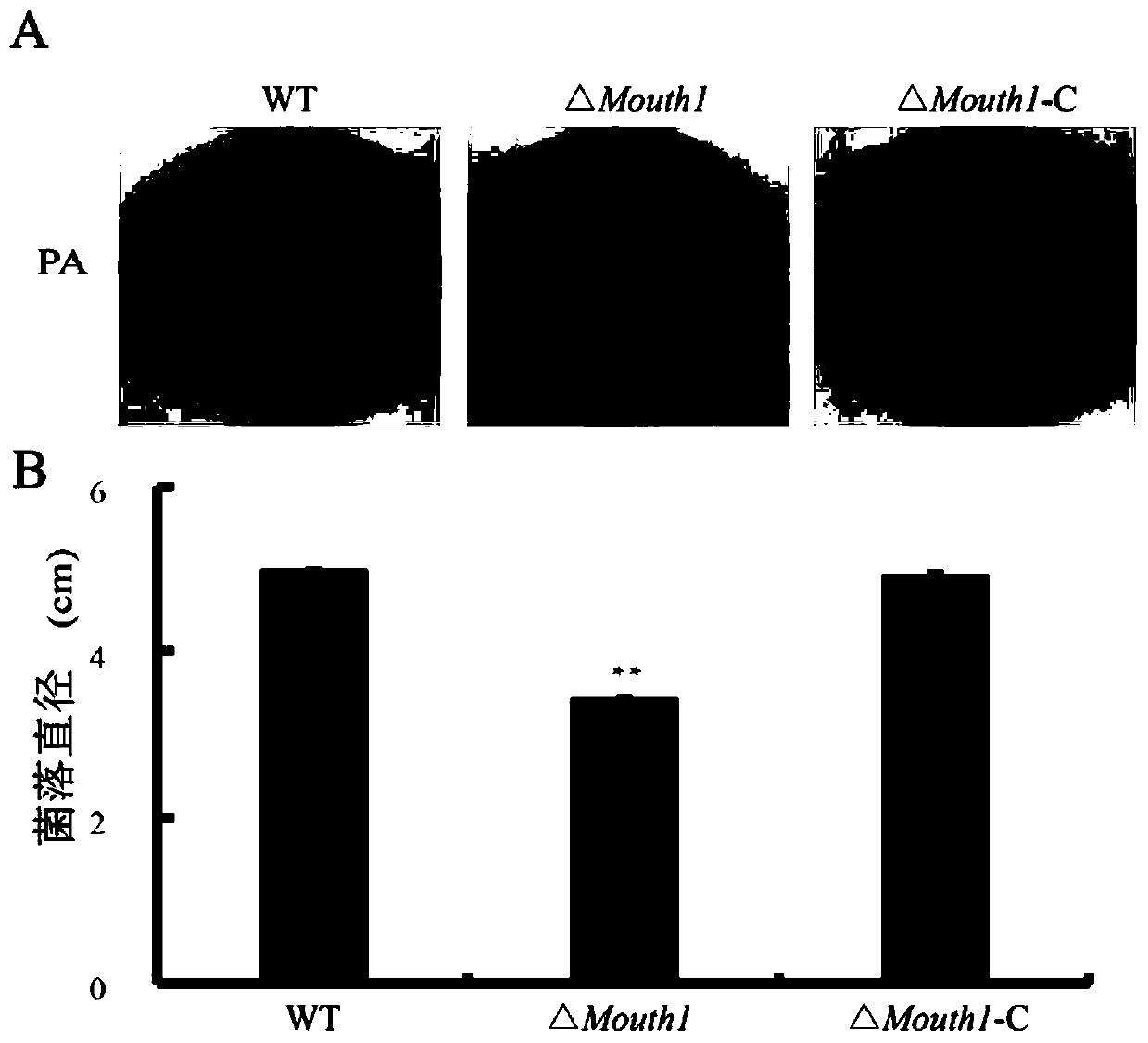 Pyricularia grisea mitophagy related pathogenic factor, gene and application thereof