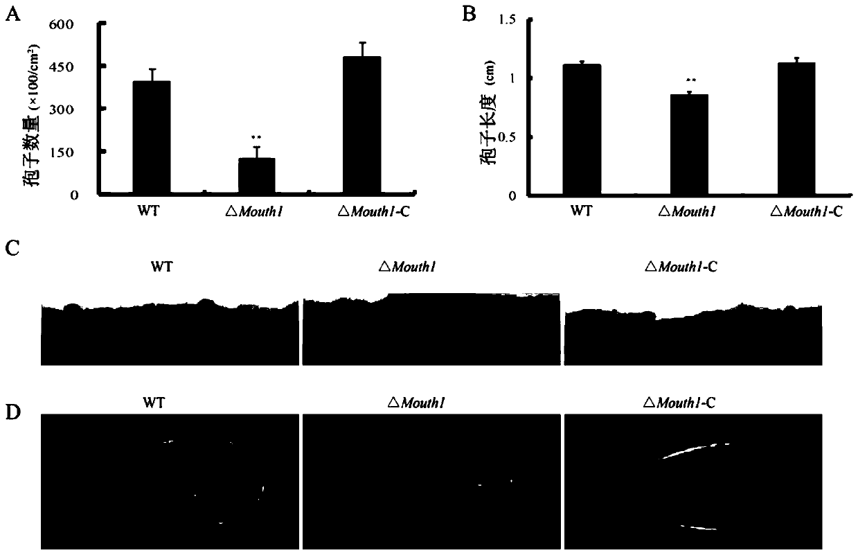 Pyricularia grisea mitophagy related pathogenic factor, gene and application thereof