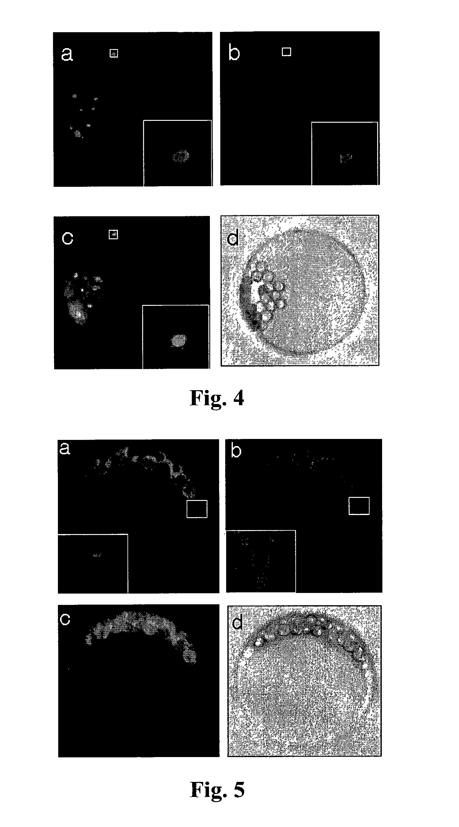 System for detecting protease