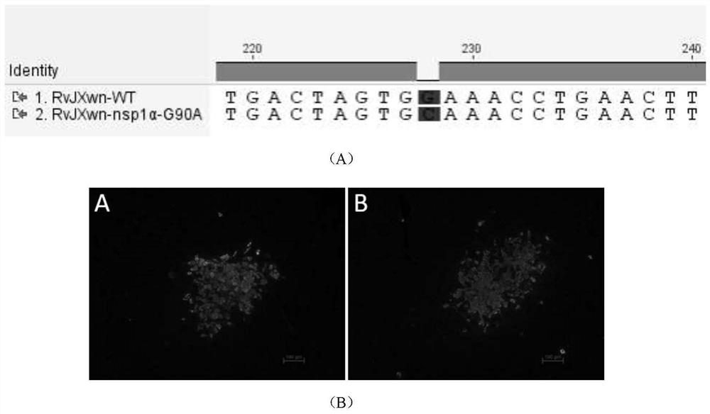 Porcine reproductive and respiratory syndrome mutant virus as well as construction method and application thereof