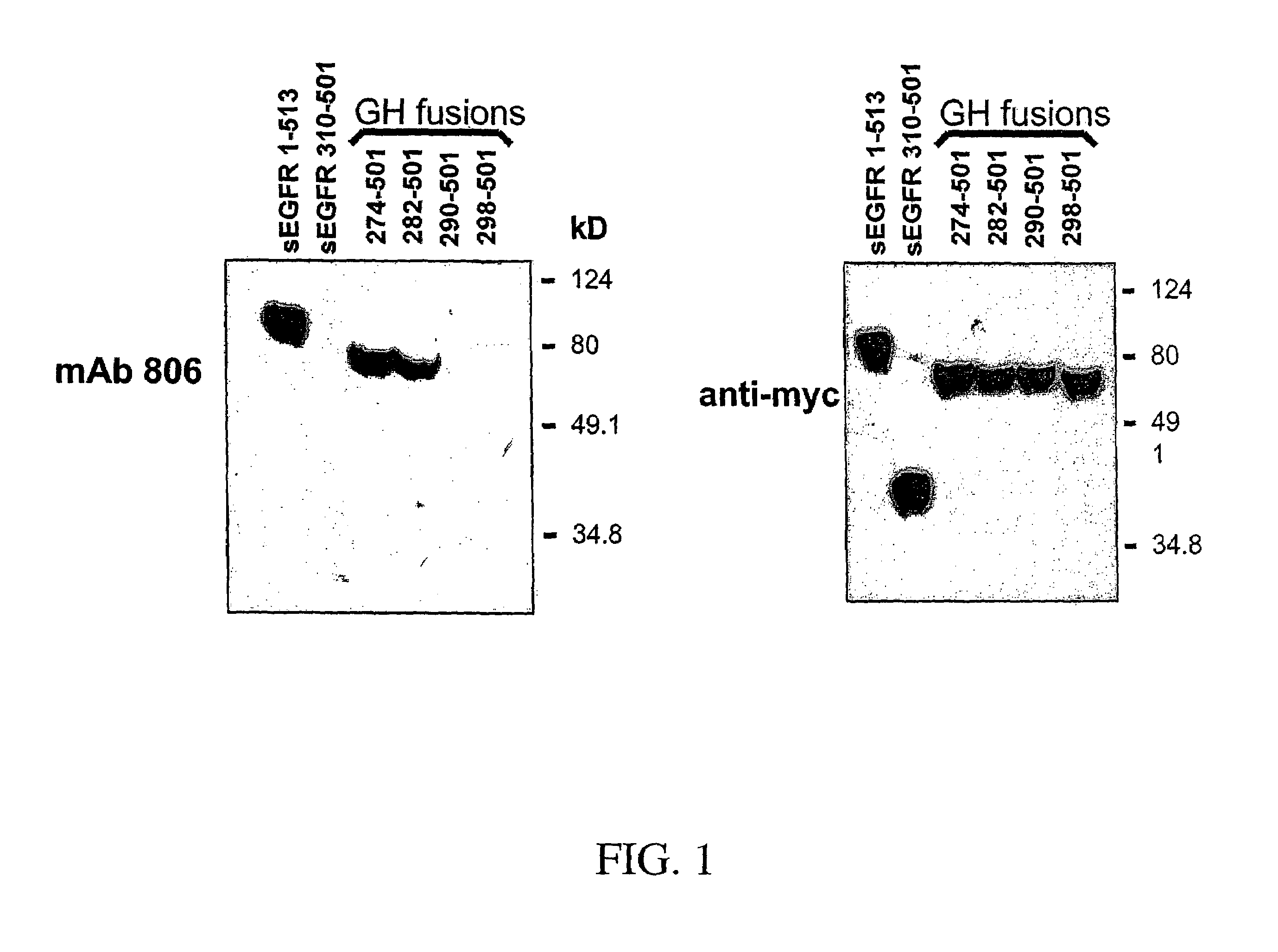 Antibodies to EGF receptor epitope peptides