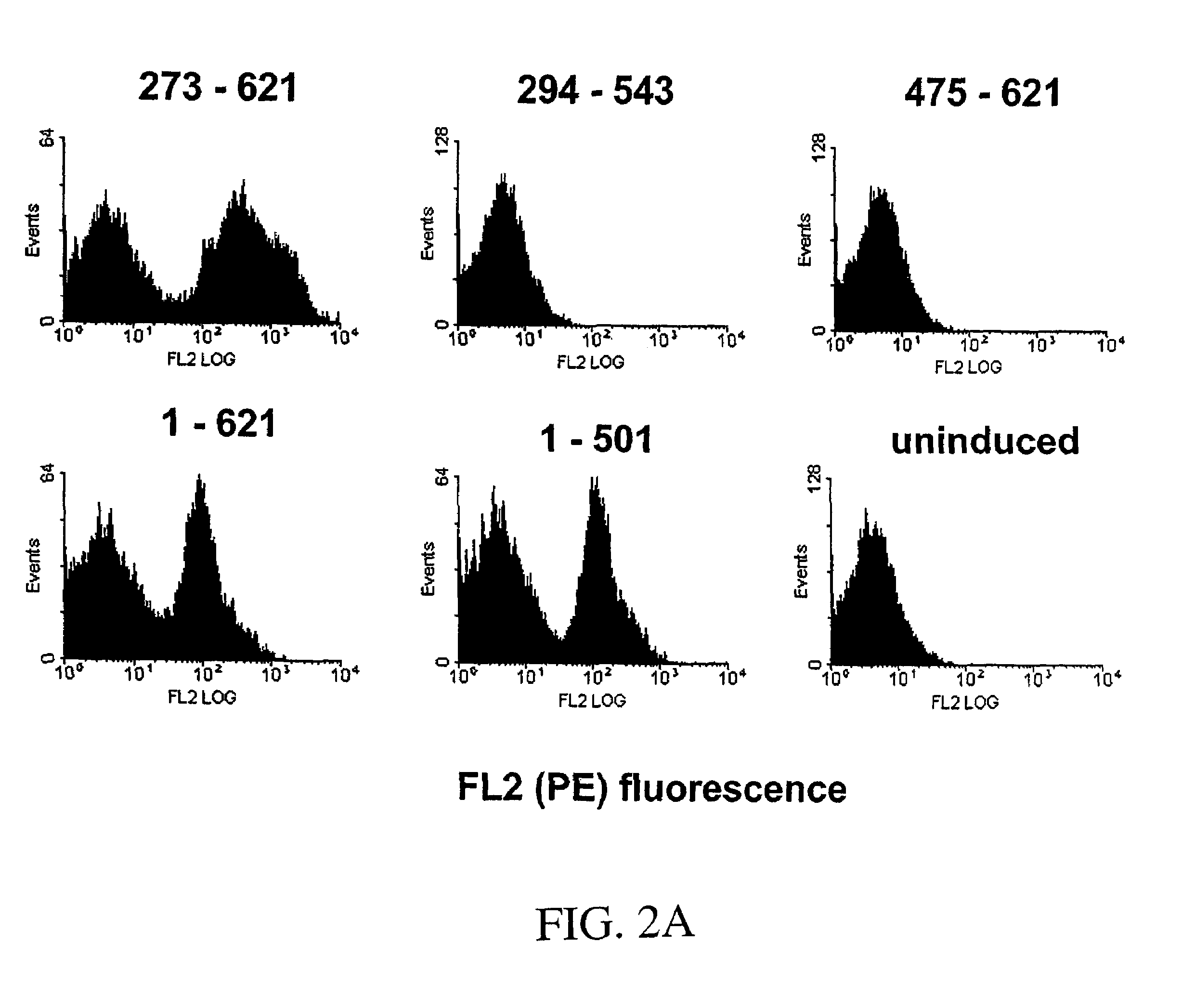 Antibodies to EGF receptor epitope peptides