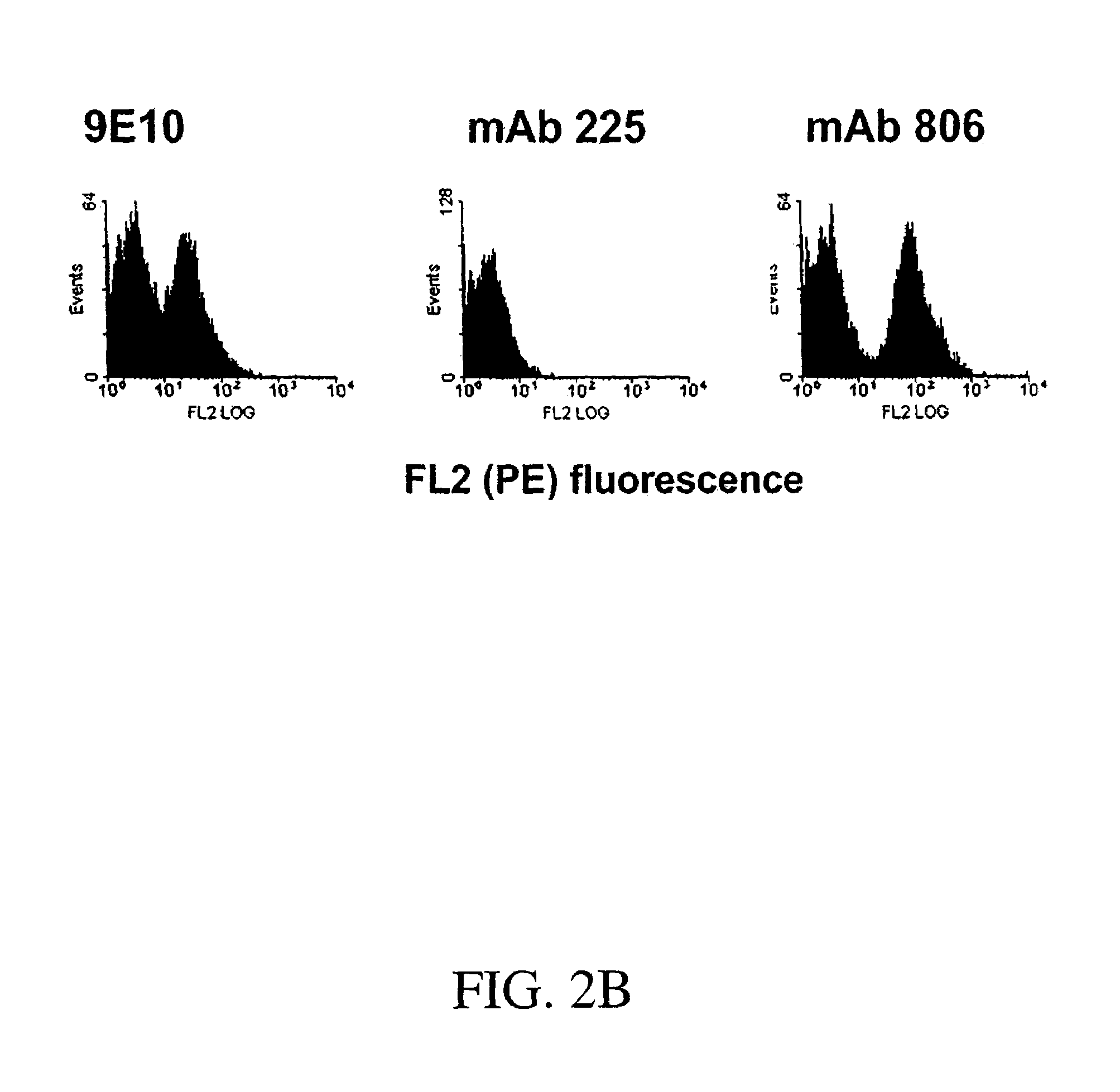 Antibodies to EGF receptor epitope peptides