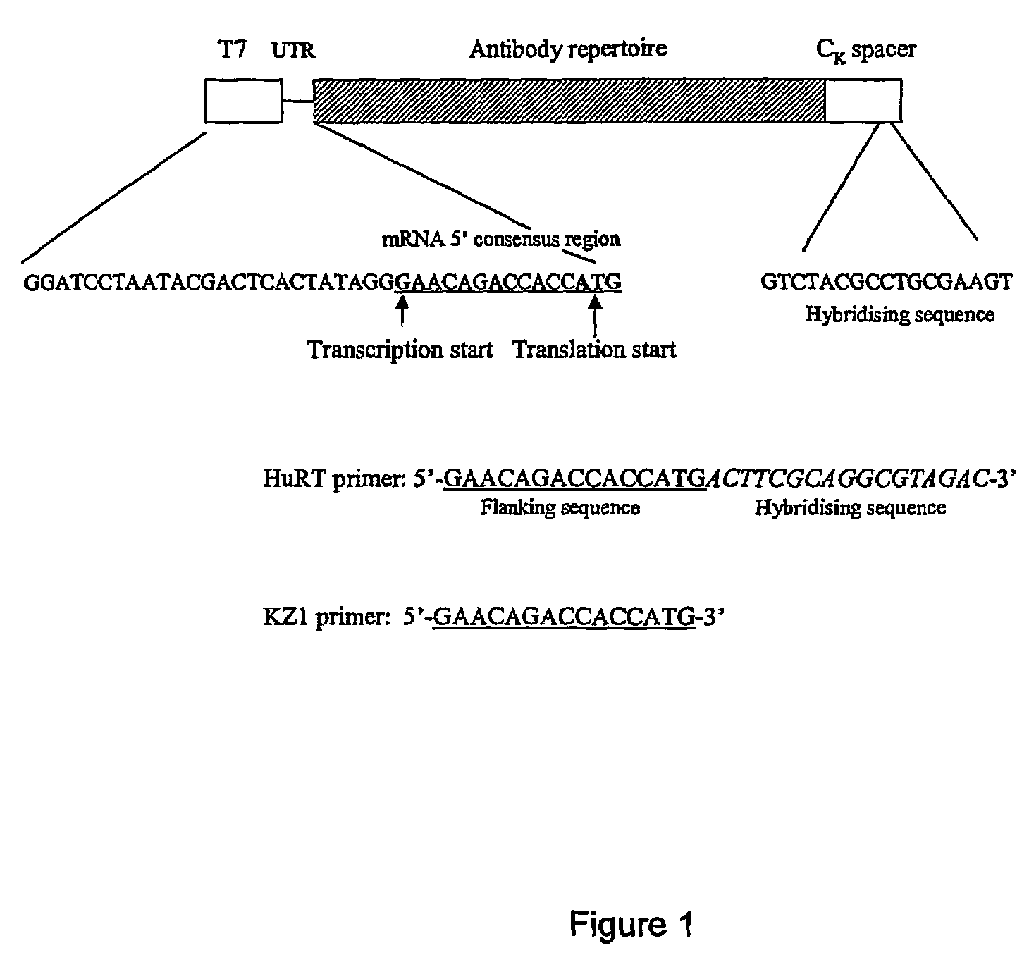 Methods for recovery of DNA from mRNA in ribosome display complexes