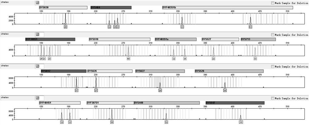 Compound amplification system, kit and application of rapidly mutating y-chromosomal short tandem repeats