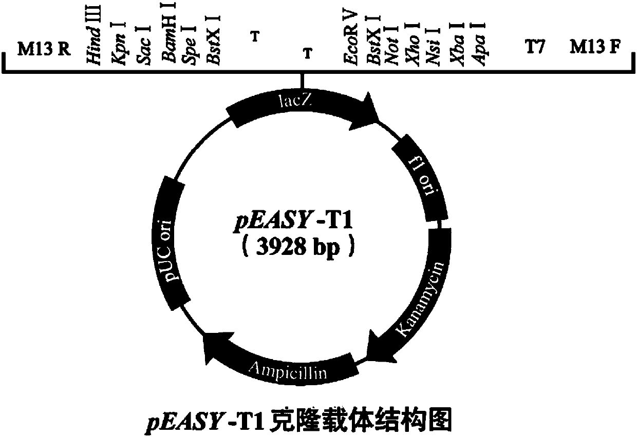 Separated adelphocoris suturalis delta 9-desaturase gene and encoded protein thereof