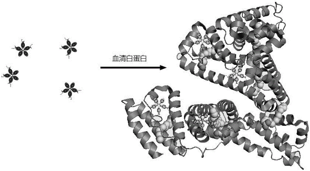 Fluorescent reagent for detecting trace serum albumin, preparation method and application