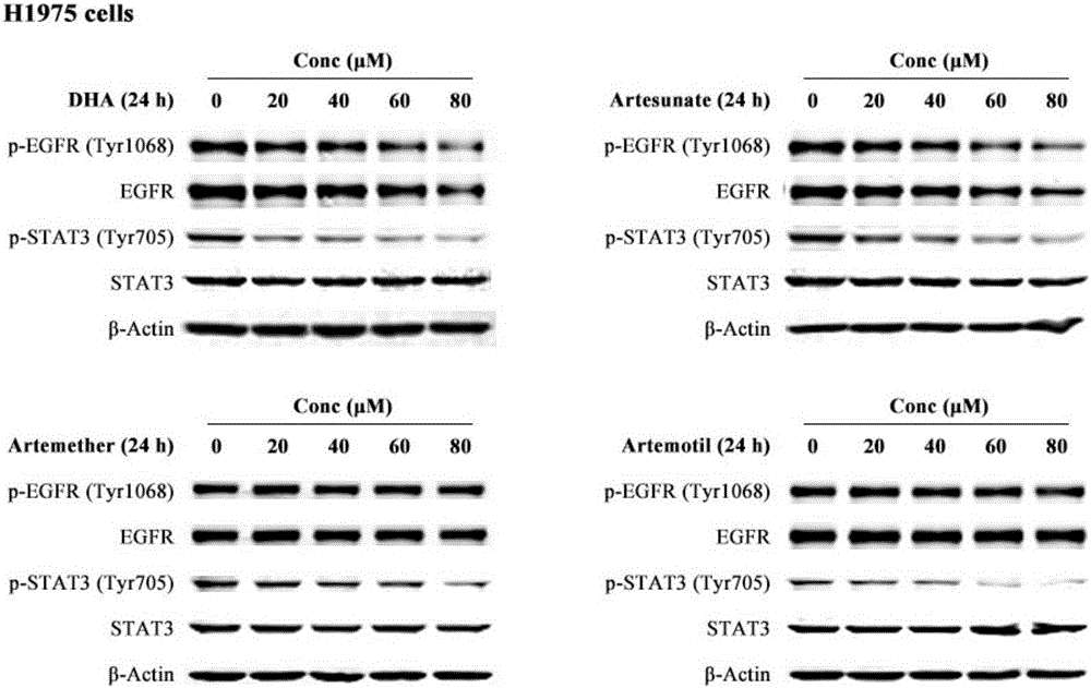 Medicinal composition for resisting non-small cell lung cancer, and application thereof