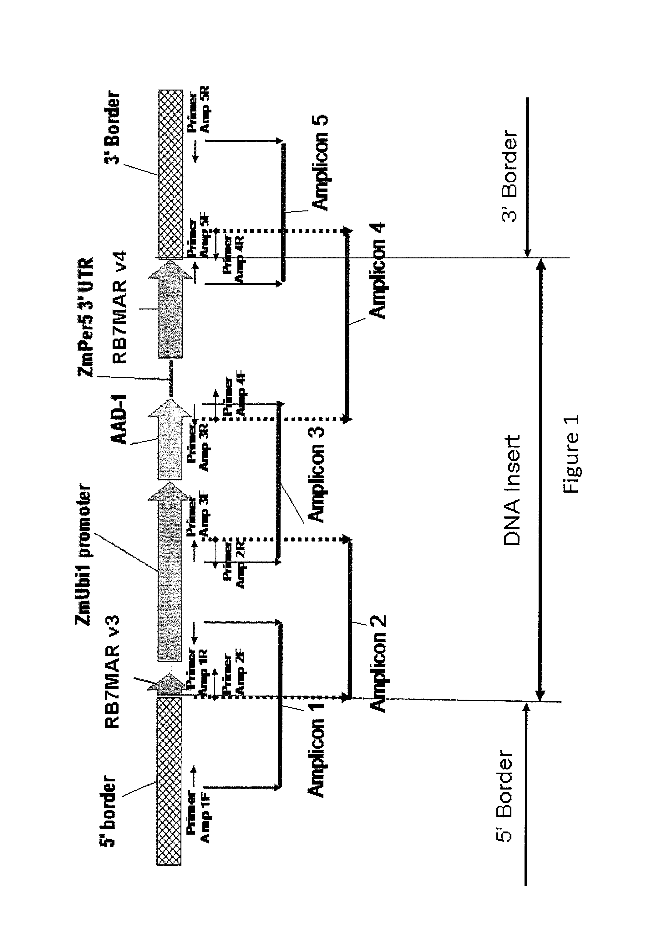 Detection of AAD1 event DAS-40278-9