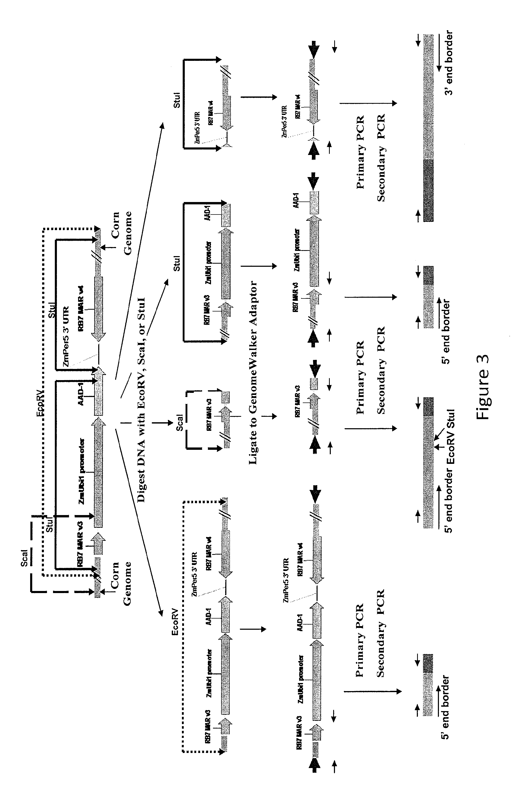 Detection of AAD1 event DAS-40278-9