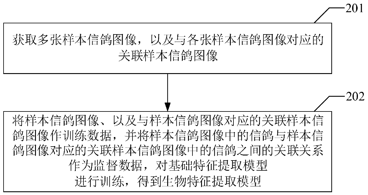 Carrier pigeon identity information analysis method and device