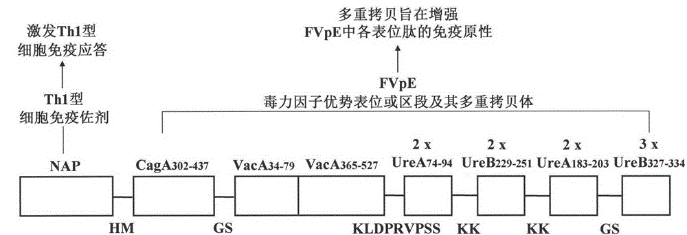 Helicobacter pylori tetravalent virulence factor multi-epitope vaccine and preparation method thereof