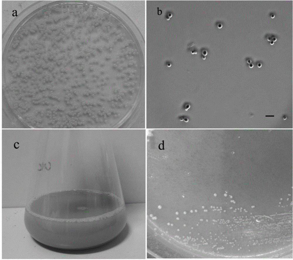 Rhodosporidium toruloides Y0 and application thereof