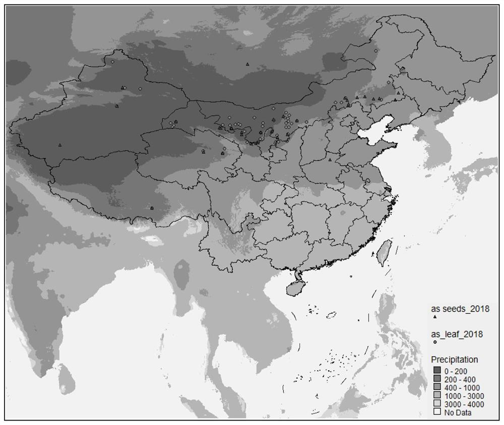 Method for domesticating desert plant agriophyllum squarrosum from beginning based on population polymorphism