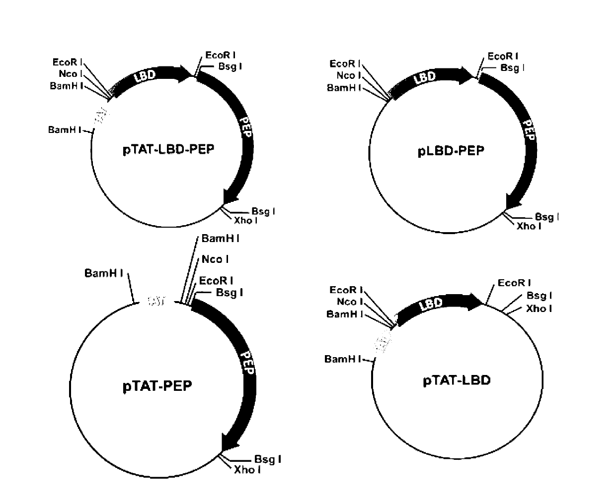 TAT-LBD-PEP fusion protein and application of TAT-LBD-PEP fusion protein in treatment of central nervous system lesion