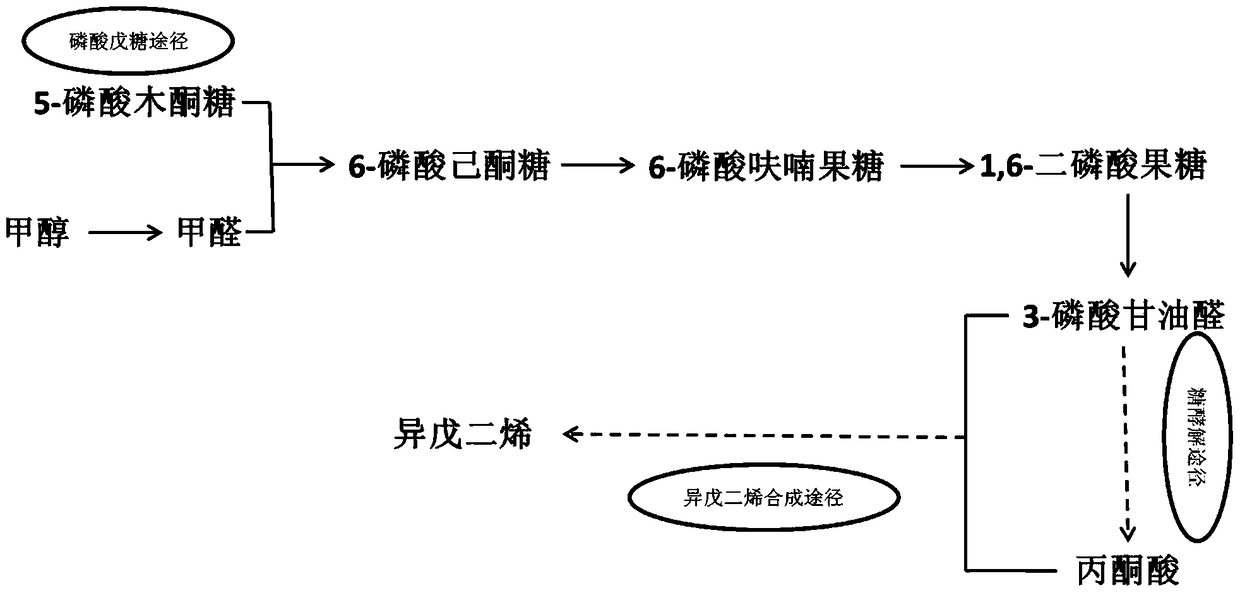 A kind of Escherichia coli genetically engineered bacteria that catalyzes methanol to prepare isoprene and its preparation method and application