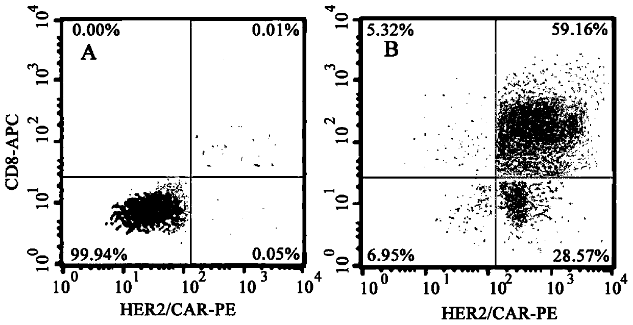 Specific chimeric antigen receptor against human HER 2 antigen, coding gene, expression vector and application