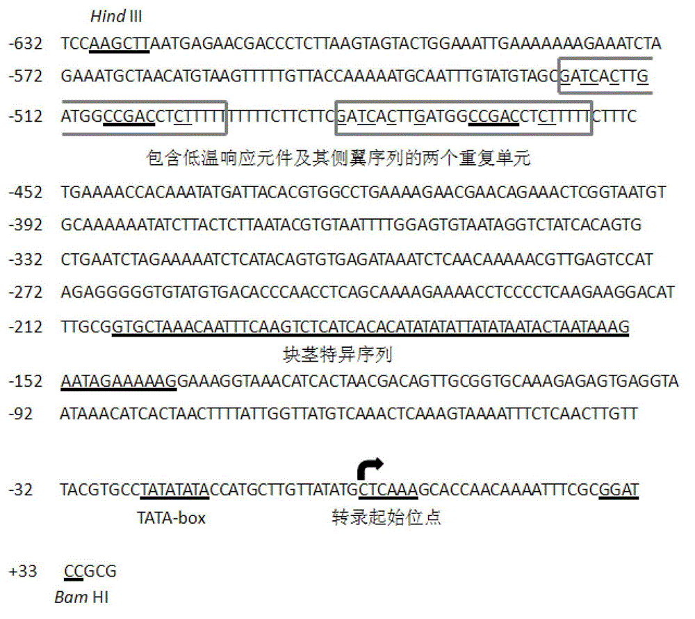 Fusion promoter pCLdb with both low temperature induction activity and potato tuber specific expression activity and construction method thereof