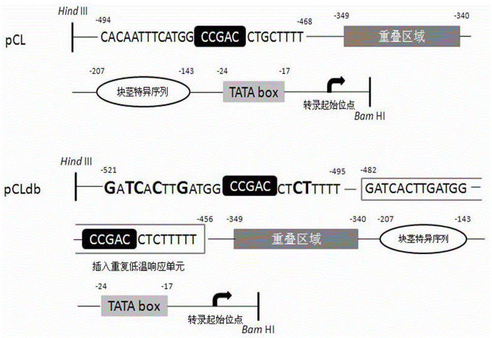 Fusion promoter pCLdb with both low temperature induction activity and potato tuber specific expression activity and construction method thereof