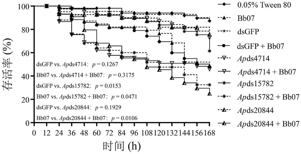 A kind of method of controlling aphids by combined application of aphid control agent, RNAi and Beauveria bassiana