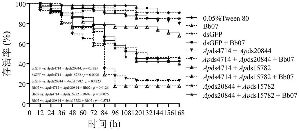 A kind of method of controlling aphids by combined application of aphid control agent, RNAi and Beauveria bassiana