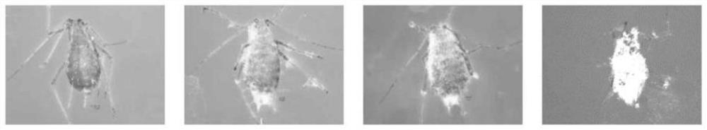 A kind of method of controlling aphids by combined application of aphid control agent, RNAi and Beauveria bassiana