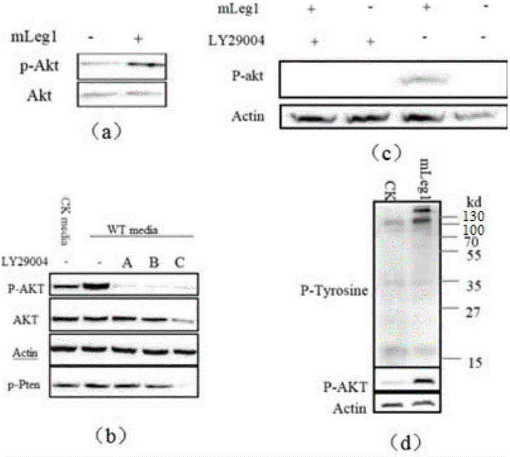 Leg1 protein and application thereof in obesity-related diseases