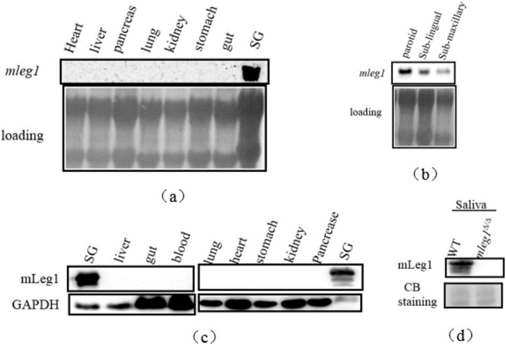 Leg1 protein and application thereof in obesity-related diseases