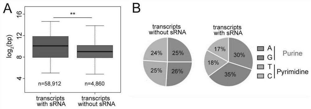 Transcript annotation method and method for screening long non-coding RNA and endogenous retrovirus source long non-coding RNA