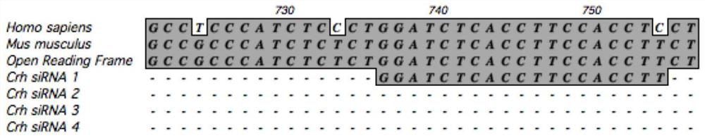 SiRNA of targeted CRH gene and application of siRNA in treatment of neuropathic pain