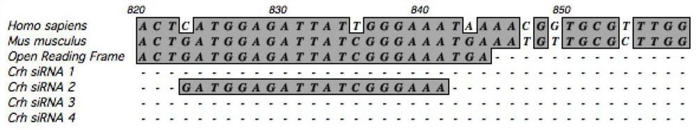 SiRNA of targeted CRH gene and application of siRNA in treatment of neuropathic pain