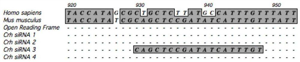 SiRNA of targeted CRH gene and application of siRNA in treatment of neuropathic pain