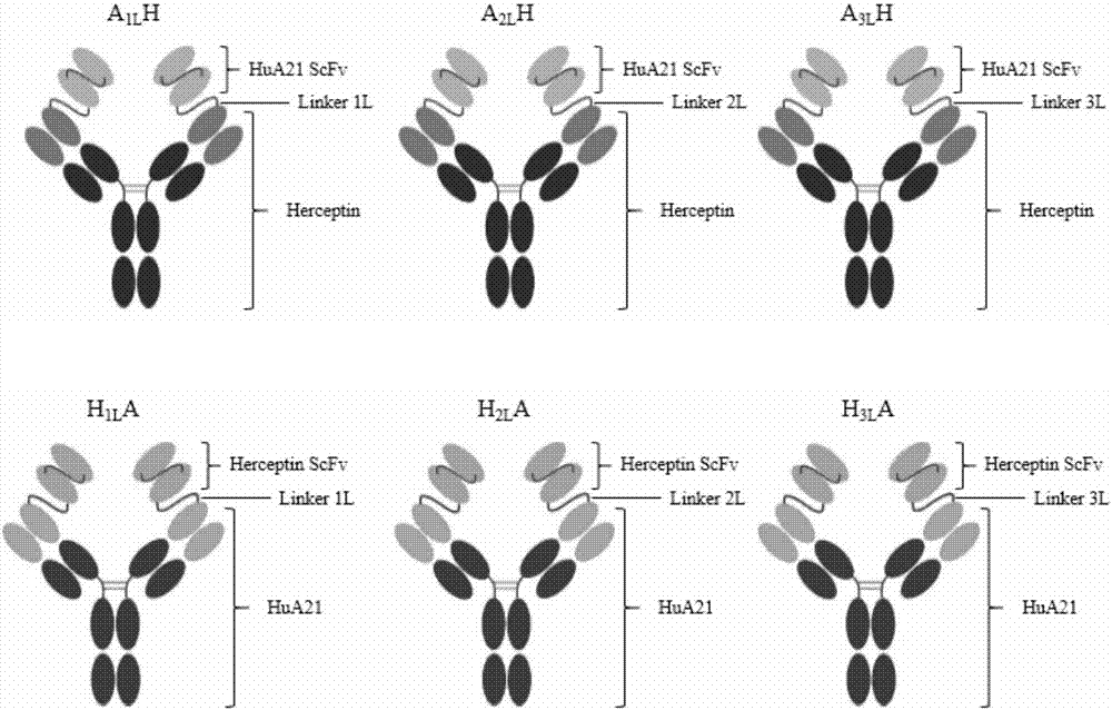 Anti-human ErbB2 bispecific antibody as well as preparation method and application thereof