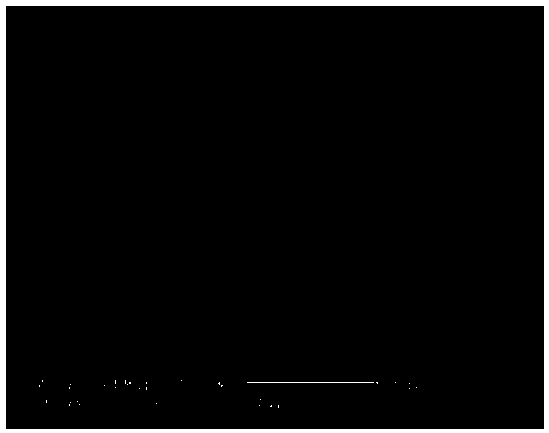 Isobutane dehydrogenation catalyst with spherical doughnut mesoporous material silica gel composite material as carrier, and preparation method and application of catalyst