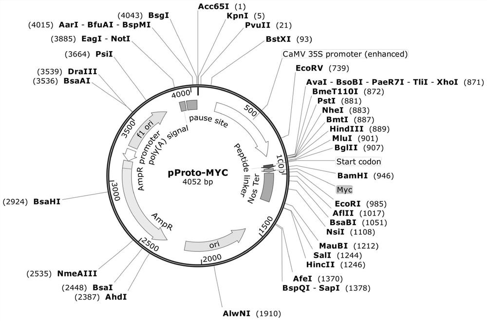 Preparation method and application of MYC tag fusion expression vector