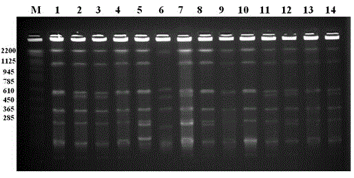 Pepper and tomato bacterial Xanthomonas vesicatoria PFGE modular subtyping method